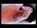 Paracyprichromis nigripinnis breeding and husbandry
