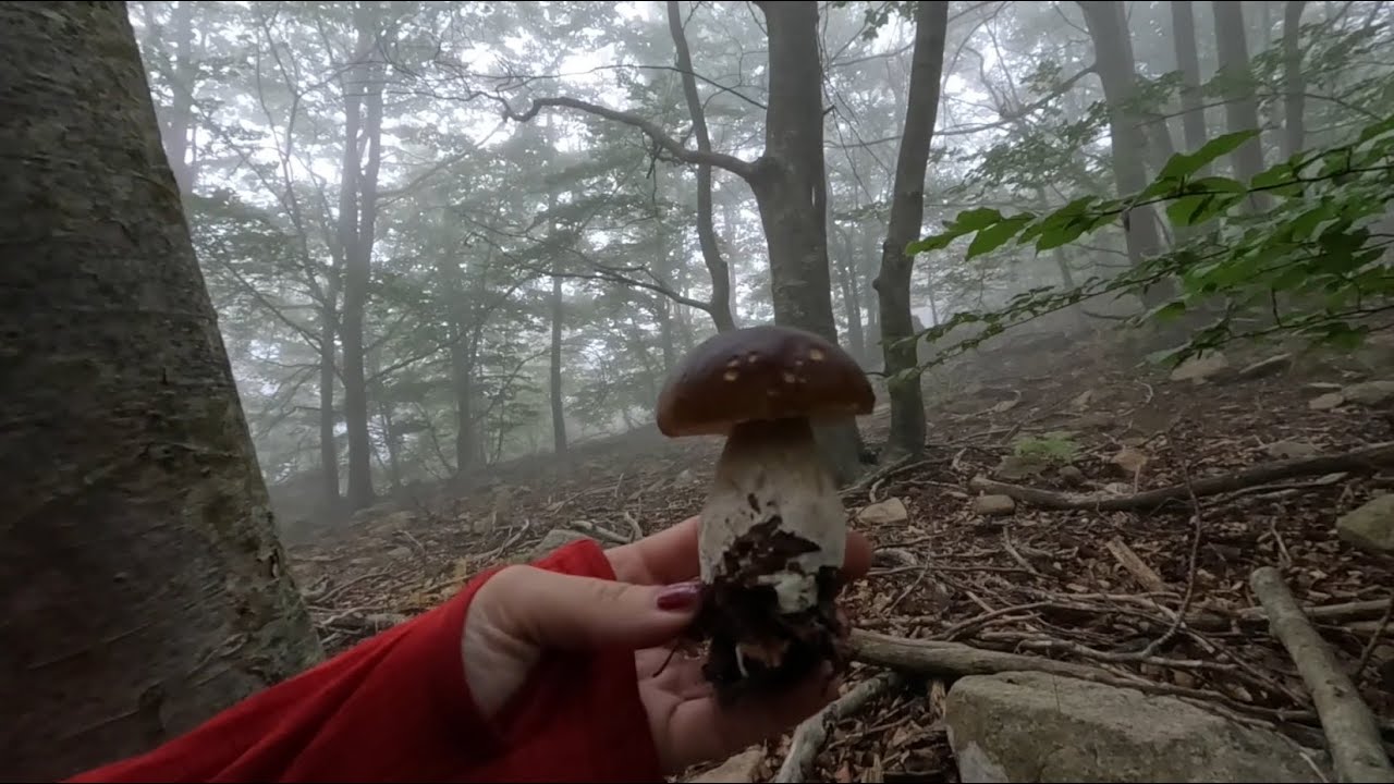 Boletaire Furiós - 29 de Setembre de 2025 ceps de Fageda.