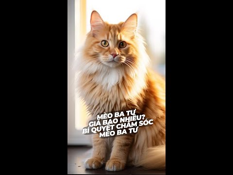 Video: Cách cạo lông mèo (có hình ảnh)