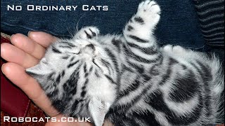 Most beautiful cats in the world by Robocats 392 views 1 year ago 2 minutes, 23 seconds