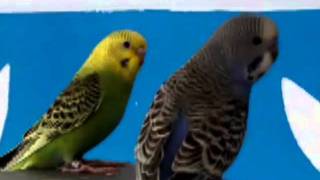 Maviiiiis & Fistiiiiik M&S