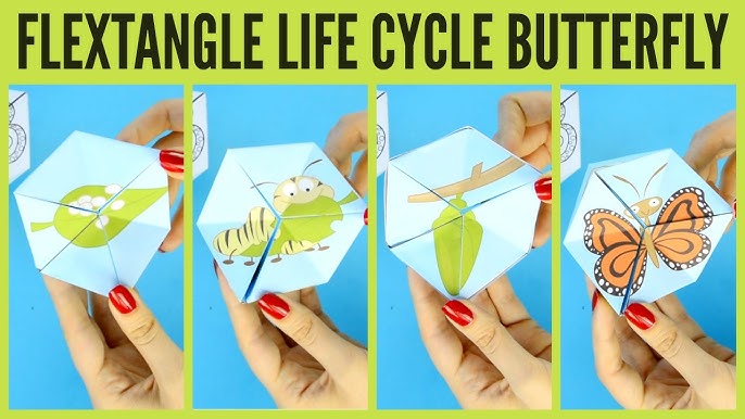 pics 3D Life Cycle Of A Butterfly Craft 3d butterfly life cycle paper craft