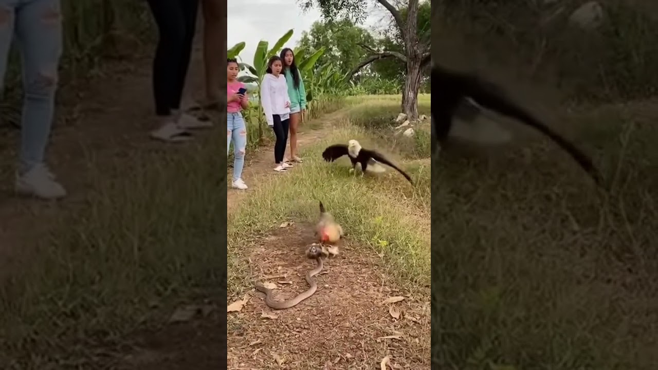 Hen vs Cobra and Eagle - Real Fight 💪 