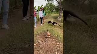Hen vs Cobra and Eagle - Real Fight 💪 #eagle #eagleattack #goprofootage #cobra #hen #animals #fight