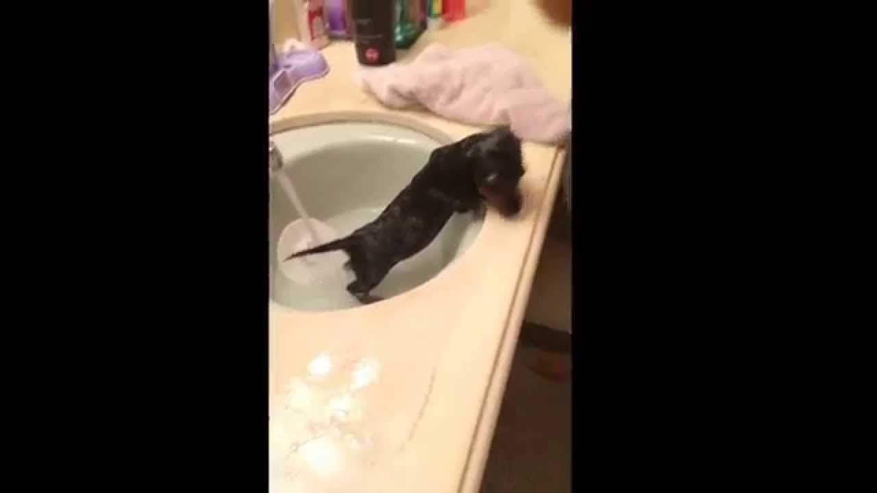 Mia shares tips on bathing a Dachshund puppy. Puppy first bath. YouTube
