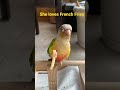 My Bird Loves Macdonald Fries 🍟 #conure #macdonald #parrot #birds #bird #chim #vet #birdslover