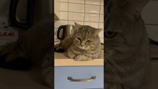 Є проблємка #котик #cat #проблема #скандал #похудання