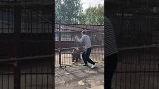 Guy Dancing With A Bear