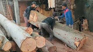 KEBERUNTUNGAN MASIH BERPIHAK SAAT BONGKAHAN KAYU SENGON USIA PULUHAN TAHUN INI DIGERGAJI