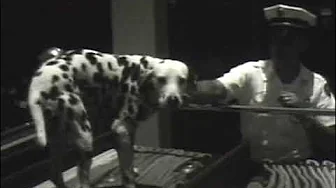 Lantana Volunteer Fire Department Dalmatian. June 27, 1963