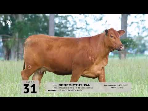 LOTE 31   TAT 154 F Red Brangus