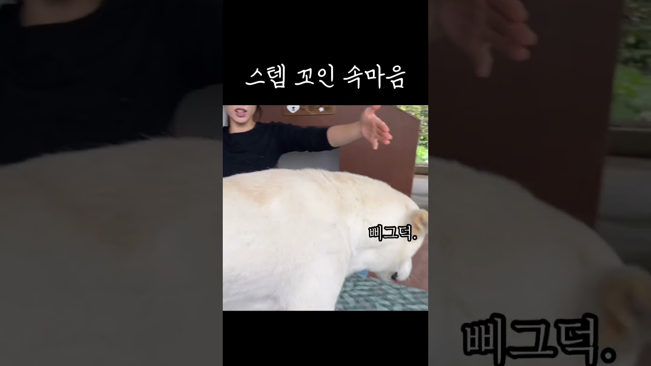 풍산개의 속마음