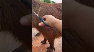 Lady Helps Remove Stuck Trash from Capybara’s Neck