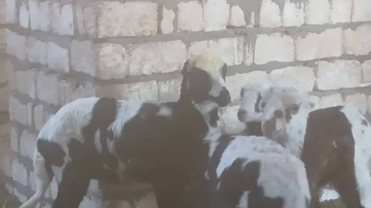 عرض ببلاش عند اخوكم ابو فهد رقم التليفون للتواصل01159896512