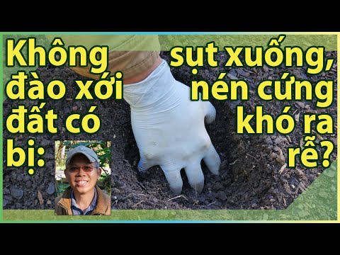 Video: Cây Con Không Hái: ưu Nhược điểm