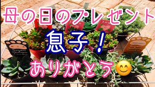 多肉植物 ガーデニング 30 息子から 母の日のプレゼントです Youtube 多肉植物 ガーデニング 30 息子から 母の日のプレゼントです Youtube