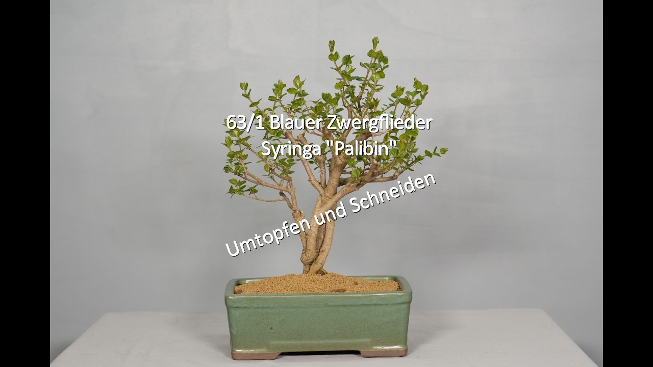 63/1 Blauer Zwergflieder - Syringa "Palibin"