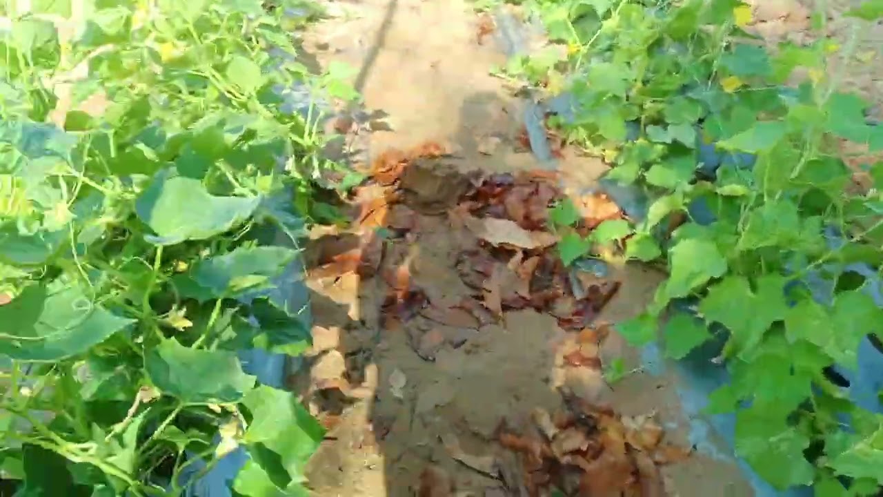 खीरा क नर को चढ़ाते हुए किसी को थोक में चाहिए तो संपर्क कर लेना##विमल ##kerketta ##