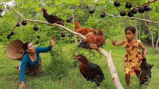 Pick Mangosteen fruit and catch many chicken in forest- Cooking chicken soup eating delicious