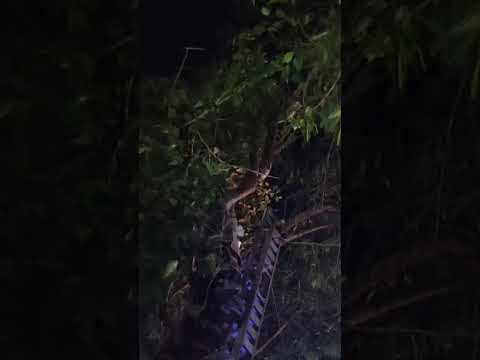 Huge Python caught from a tree in Aquem | Indian Rock Python | Snakes of Goa | Herald Goa News