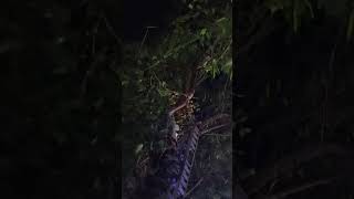 Huge Python caught from a tree in Aquem | Indian Rock Python | Snakes of Goa | Herald Goa News