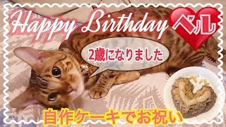 ベンガル猫ベルの2歳の誕生日を手作りケーキでお祝い