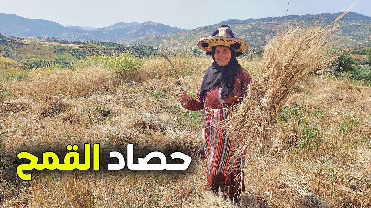 هكذا يتم حصاد القمح بطرق تقليدية في قرية جبلية