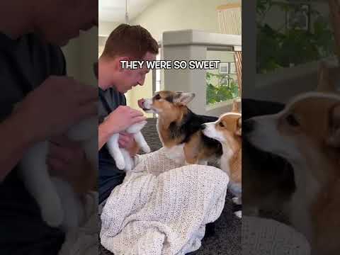 Introducing our new KITTEN to our DOGS! - YouTube