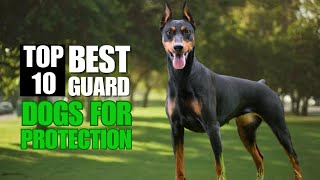 Top 10 Best Guard Dogs to Protect Your Home and Family | Pet Insider by Pet Insider 8,073 views 1 year ago 5 minutes, 40 seconds