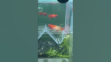 Cá bảy màu bị tóp bụng nặng, cận cảnh biểu hiện bệnh#guppy #nhacabaymau #cabaymau #ca7mau