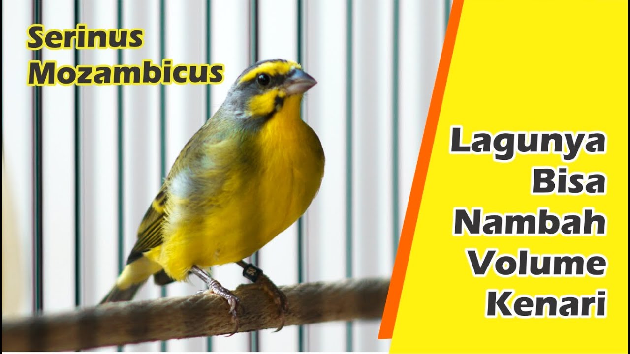 Burung Mozambik Gacor Pedes, Lagunya Enak Buat Master Murai Batu