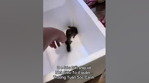 2 e Sóc Đất shio Nhà To - Trương Tuấn Sóc Cảnh