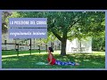 Bhujangasana, la posizione del cobra: eseguiamola insieme. Yoga tutorial.