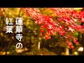 [ベスト] 京都 紅葉 壁紙 271484-京都 紅葉 壁紙