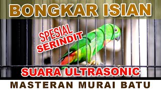 BONGKAR ISIAN SPESIAL SERINDIT - MASTERAN MURAI BATU #serindit  #birds #parrot #muraibatu