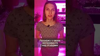 Эксперимент Над Рассадой Огурцов #рассада #огурцывтеплице #рассадаогурцов #shorts #огурцывгоршке