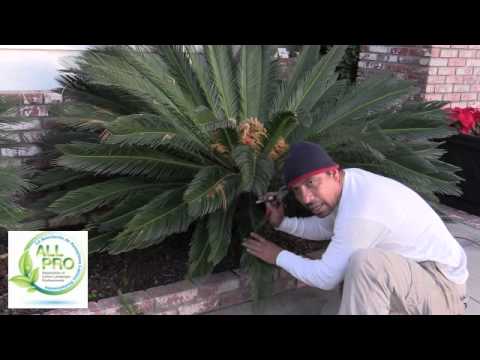 How to Trim and Maintain Sago Palm - Cycas Revoluta - YouTube