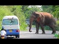 Incidents where people are enraged as they walk on the world&#39;s worst elephant road