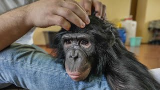 Шимпанзе тоже скучают! Как Боня встретила Дана Запашного после расставания?