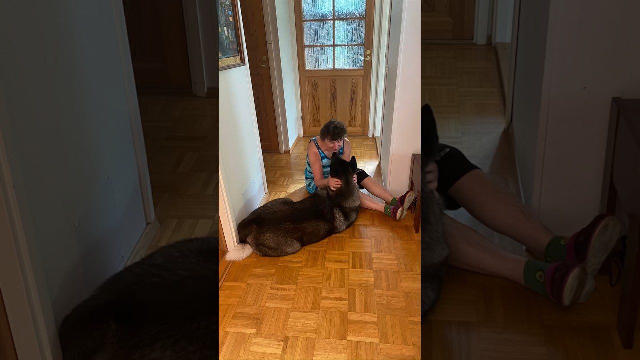 Канистерапия или зоотерапия, собаки-помощники. Собаки лечат 