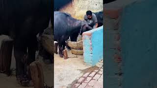 FARMING VLOG DAY (8)#trending #viralvideo #farming  #shortvideo #farming #vlog #shorts #subscribe