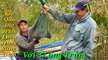 #P49 Chia Sẻ, Đặt Trúm Lươn Bằng Mồi Ốc Trong Rừng Tràm, Mùa Nước Nổi. @Thanh Vlog