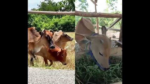sapi lucu #sapi #fyp #short #trending #cow #sapimakan