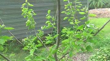 Fuyu Persimmon flower buds