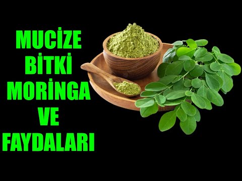 Mucize Bitki Moringa ve Faydaları