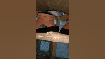 Java Sparrow Breeding Progress 😍 | #javasparrow #budgies #trending #shorts #reels #1ksubscribers #1k