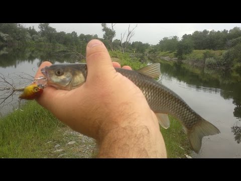 ტბის ქაშაპი  Озерный голавль