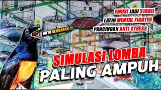 SIMULASI LOMBA MURAI BATU PALING AMPUH ❗❗