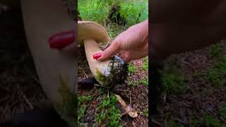 #wildmushrooms #mushrooms #fungi #mushroom #nature #mycology #foraging #mushroomhunting