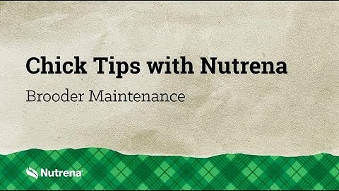 Chick Tips with Nutrena: Brooder Maintenance